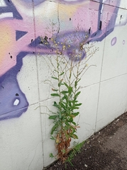 Lactuca serriola