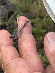 Coenagrion mercuriale