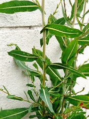 Lactuca serriola