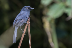 Melaenornis ardesiacus