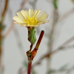 Lactuca serriola