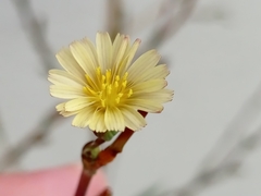 Lactuca serriola
