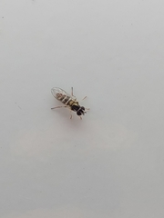 Syrphidae