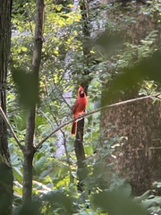 Cardinalis cardinalis