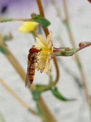 Lactuca serriola
