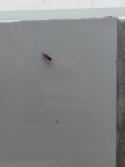 Syrphidae