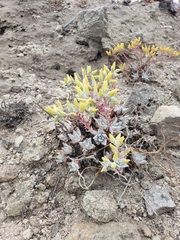 Dudleya gnoma