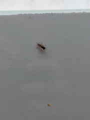 Syrphidae