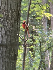 Cardinalis cardinalis