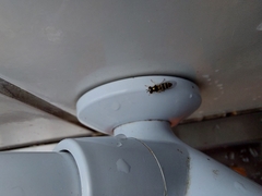 Syrphidae