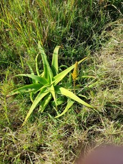 Aloe vanbalenii