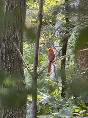Cardinalis cardinalis