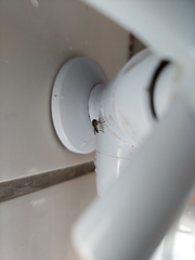 Syrphidae