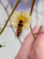 Episyrphus balteatus