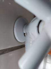 Syrphidae