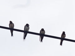 Hirundo rustica