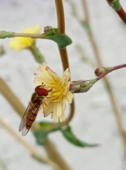Episyrphus balteatus