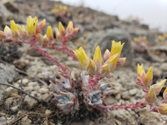 Dudleya gnoma