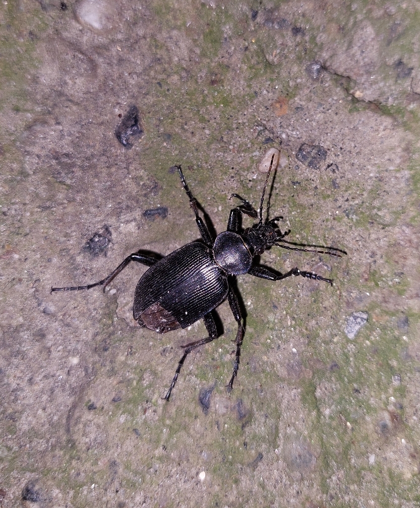 Calosoma himalayanum