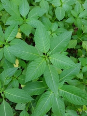 Impatiens glandulifera