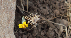 Chaetanthera microphylla