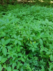 Impatiens glandulifera