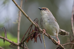 Cisticola chubbi