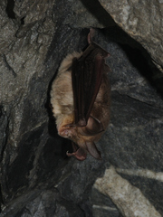 Rhinolophus euryale