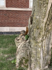 Sciurus niger