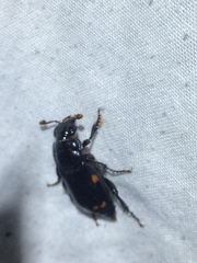 Nicrophorus pustulatus