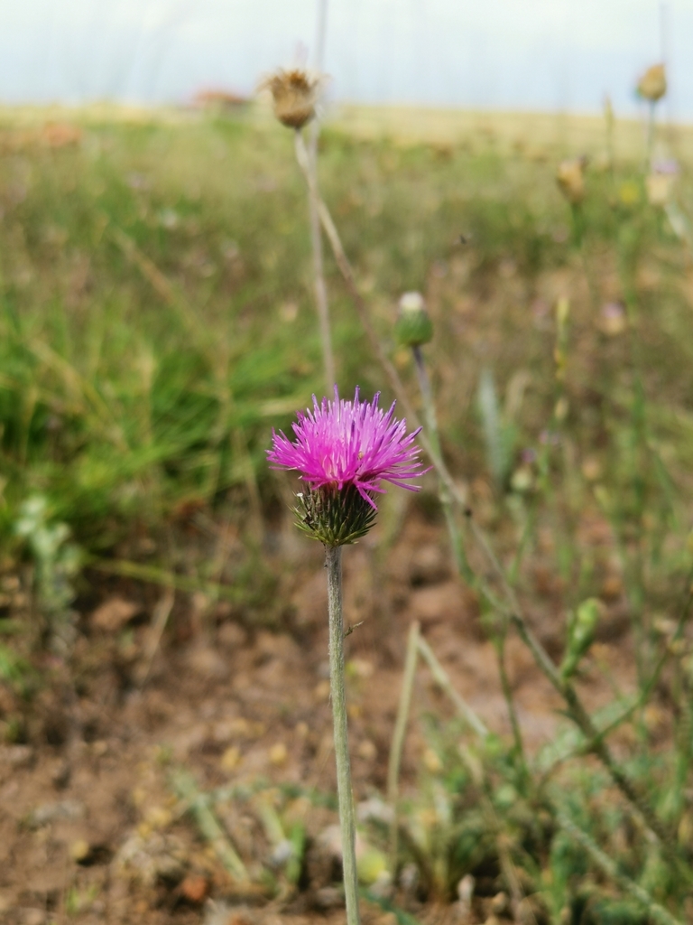 Carduus candicans