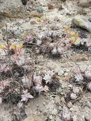 Dudleya gnoma