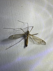 Tipula luteipennis