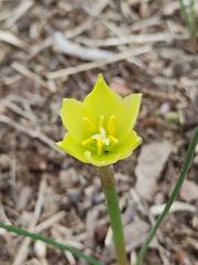 Zephyranthes filifolia