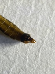 Tipula luteipennis