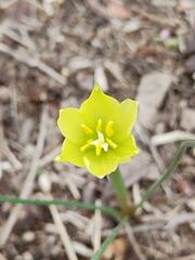Zephyranthes filifolia