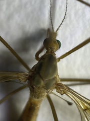 Tipula luteipennis