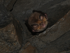 Rhinolophus euryale