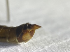 Tipula luteipennis