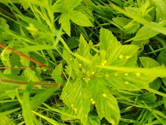 Dasineura ulmaria