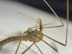 Tipula luteipennis