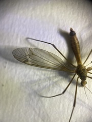 Tipula luteipennis