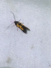 Chrysoclista linneella