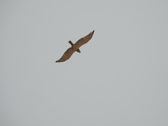 Circaetus beaudouini