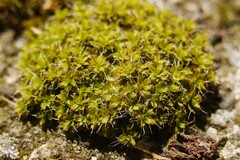 Syntrichia calcicola