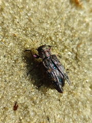 Buprestinae