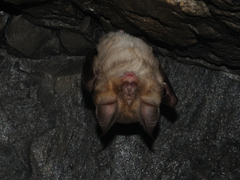 Rhinolophus euryale