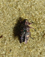 Buprestinae