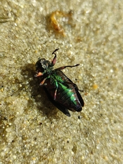 Buprestinae