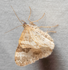 Epirrhoini
